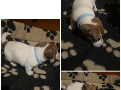 Jack Russell Pups