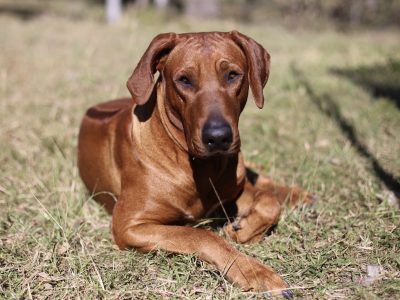 Rhodesian Ridgeback Purebred Puppies
