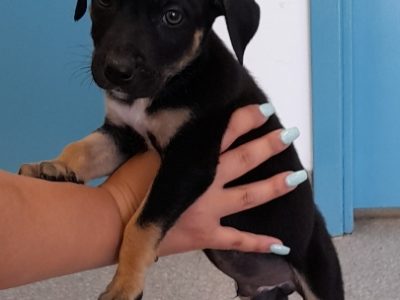 Labrador Retriever x English Staffordshire Puppies