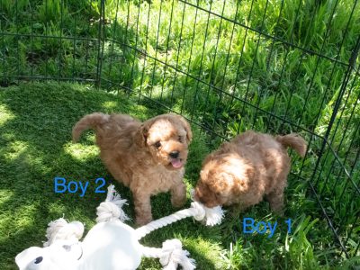 Toy Poodle DNA tested purebred pedigree parents.