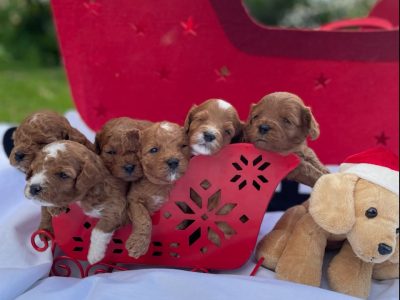 Toy cavoodles Brisbane