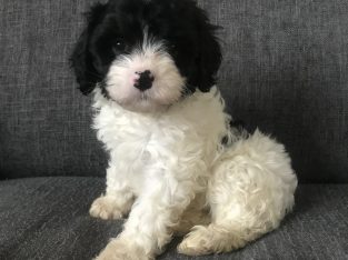 First generation Cavoodle Puppies