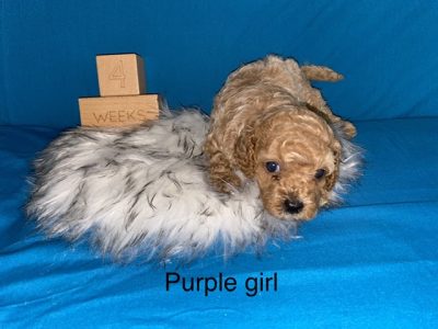 Cavoodle Puppies for Sale