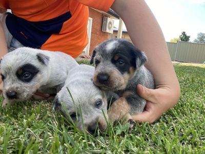 Stumpy tail cattle x Australian cattle dog pups