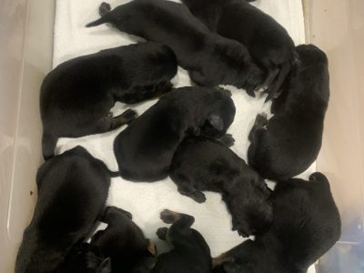 Purebred German Shepherd Puppies