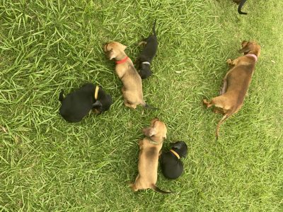 Miniature Dachshund Puppies