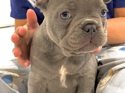 Purebred French bulldog puppies