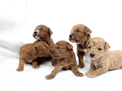 Miniature Cavoodle – Sydney