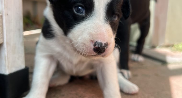 Well bred border collie puppies