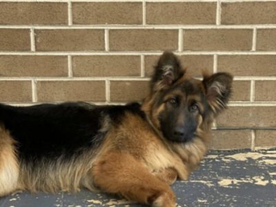 long coat german Sherpherd 9 months old