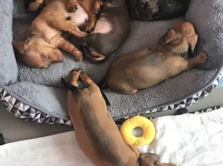 Purebred Miniature Dachshund Puppies