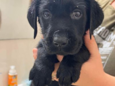 Purebred Black Labrador Puppies