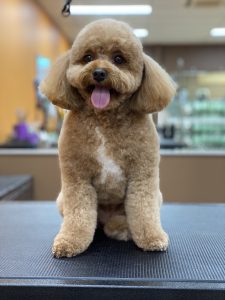 brown and white cavoodle