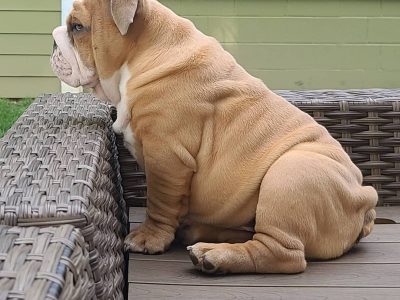 bulldog pups pure breed