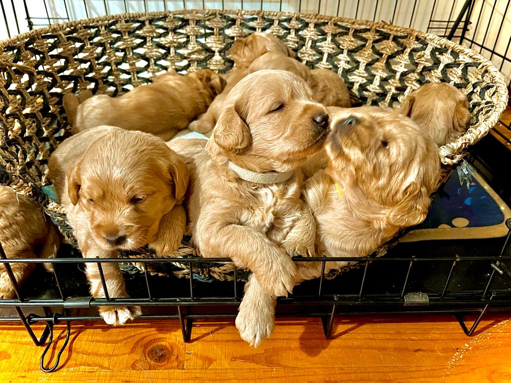 Labradoodle Puppies. Labrador X toy poodle
