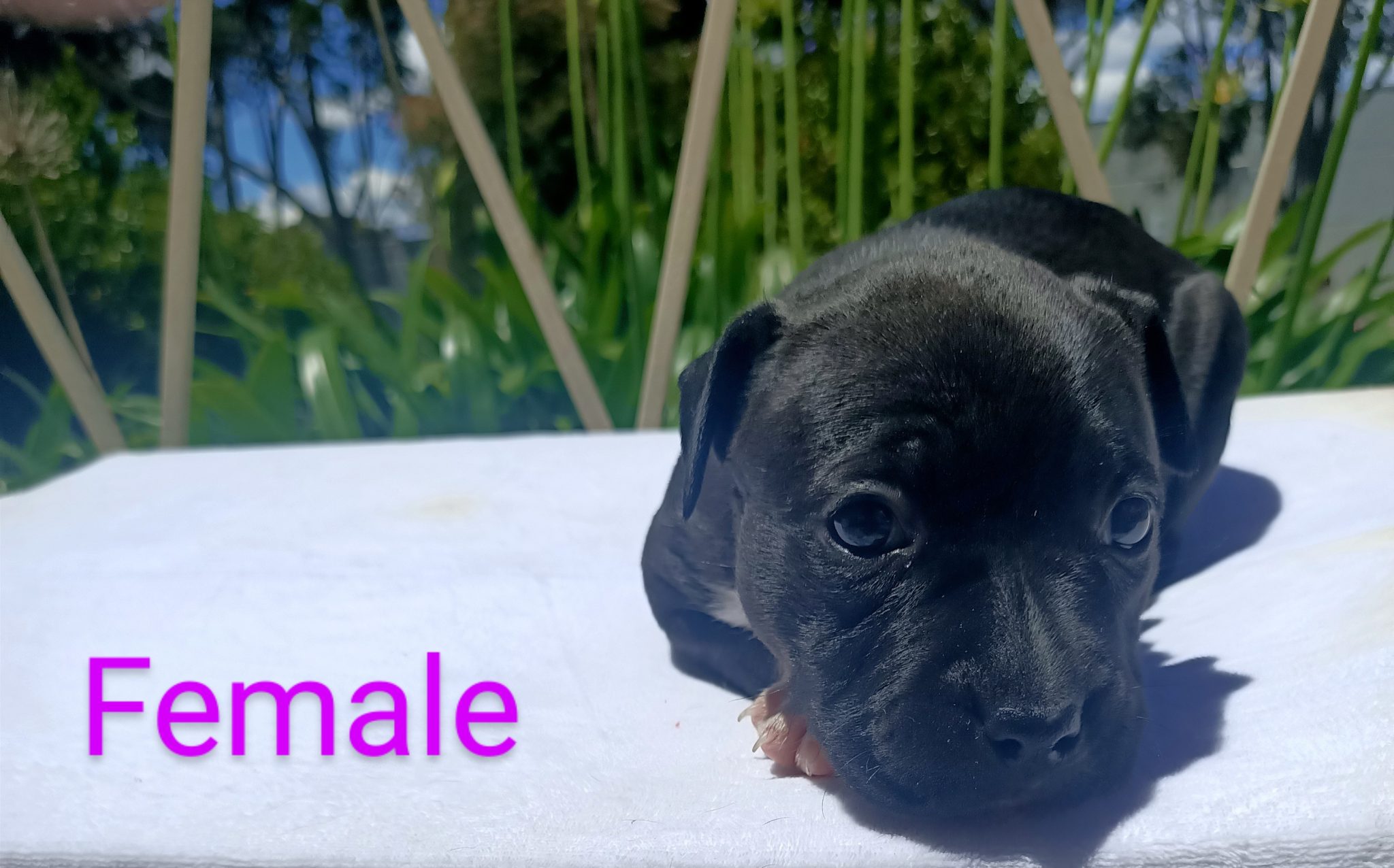 Purebred American Staffordshire Terrier Puppies