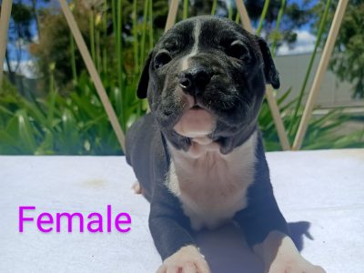Purebred American Staffordshire Terrier Puppies