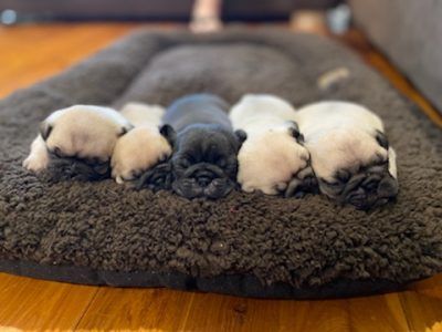 Pug puppies male and female