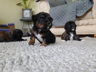 1st Generation moodles