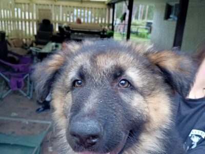 Pure bread Germany Shepherd puppies