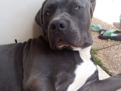 Blue American Staffy