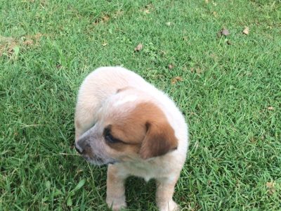 Gorgeous Cattle Dog Pups