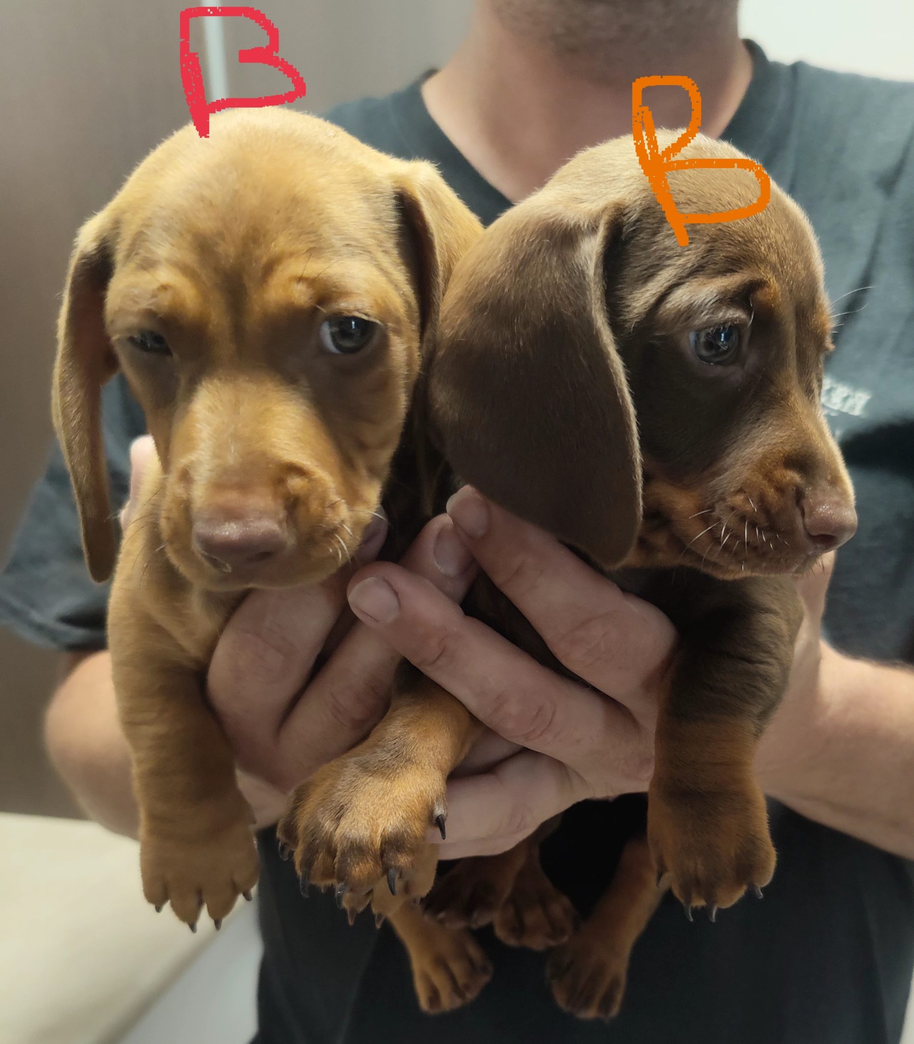Miniature Dachshund Puppies RPBA Member No: 8849