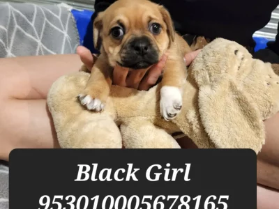 Girl Jug Puppies (Pug x Jack Russell)