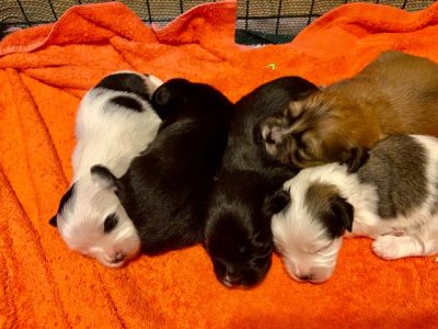 GORGEOUS SHIHTZU / MALTESE PUPPIES