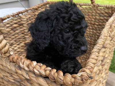 Gorgeous Toy/Mini Poodle Male