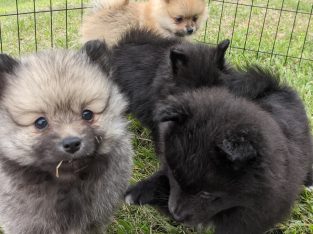 6 x Purebred Pomeranian Puppies AVAIL:7 DEC