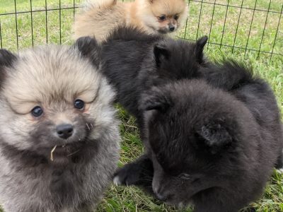 6 x Purebred Pomeranian Puppies AVAIL:7 DEC
