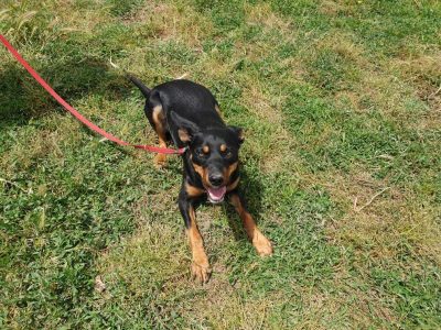 Kelpie Desexed Bitch for Sale