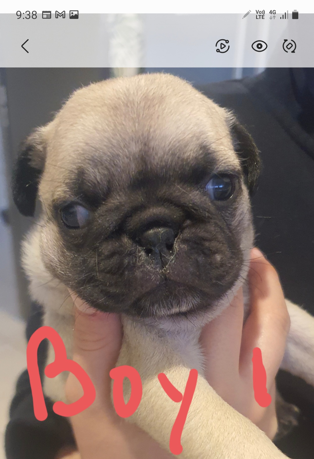Pug puppies male and female