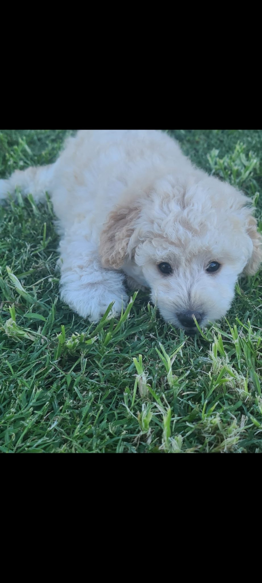 Pure-bred Toy Poodle Puppies available now