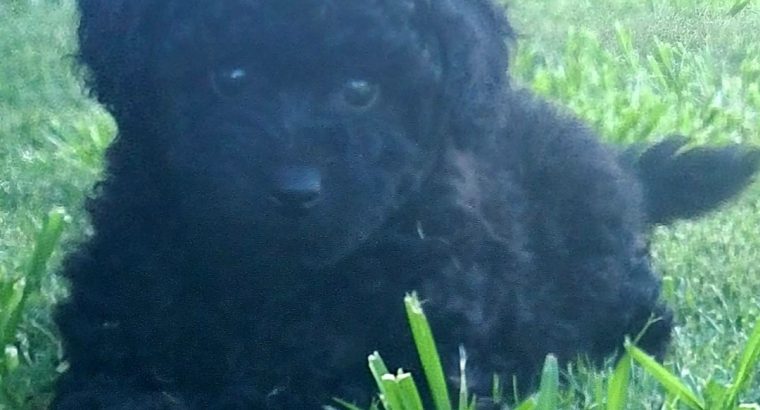 Pure-bred Toy Poodle Puppies available now