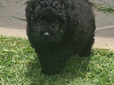 Pure-bred Toy Poodle Puppies available now