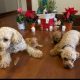 Toy poodle puppies ready now!