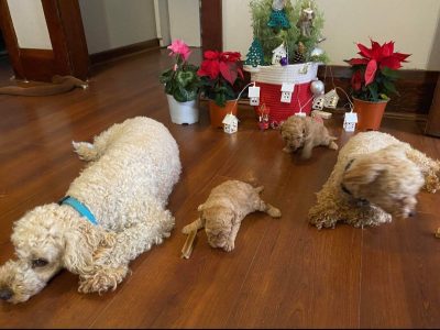 Toy poodle puppies ready now!