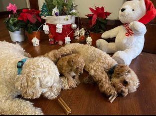 Toy poodle puppies ready now!