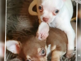 Purebred Chihuahua Pups
