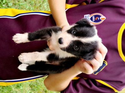 Bordercollie x Shetland sheepdog