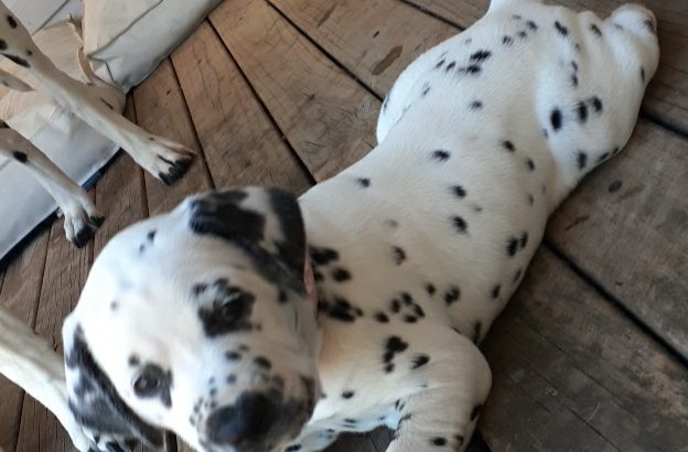 Pure bred dalmatian puppies