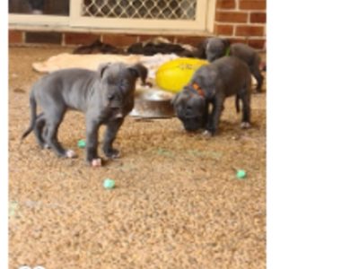 Bandog Puppies