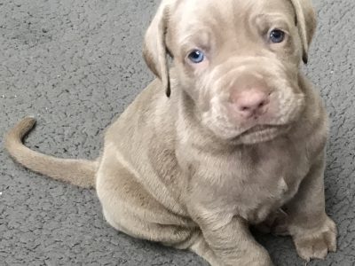 Neopolitan Mastiff Puppies