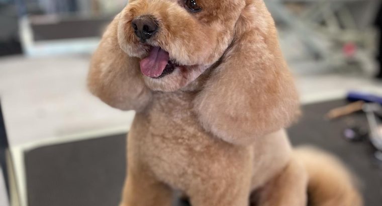 Top 10 Best Cavoodle Groomers in New South Wales