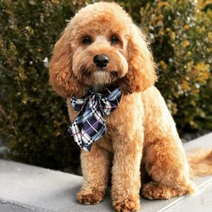 brown cavoodle with ribbon