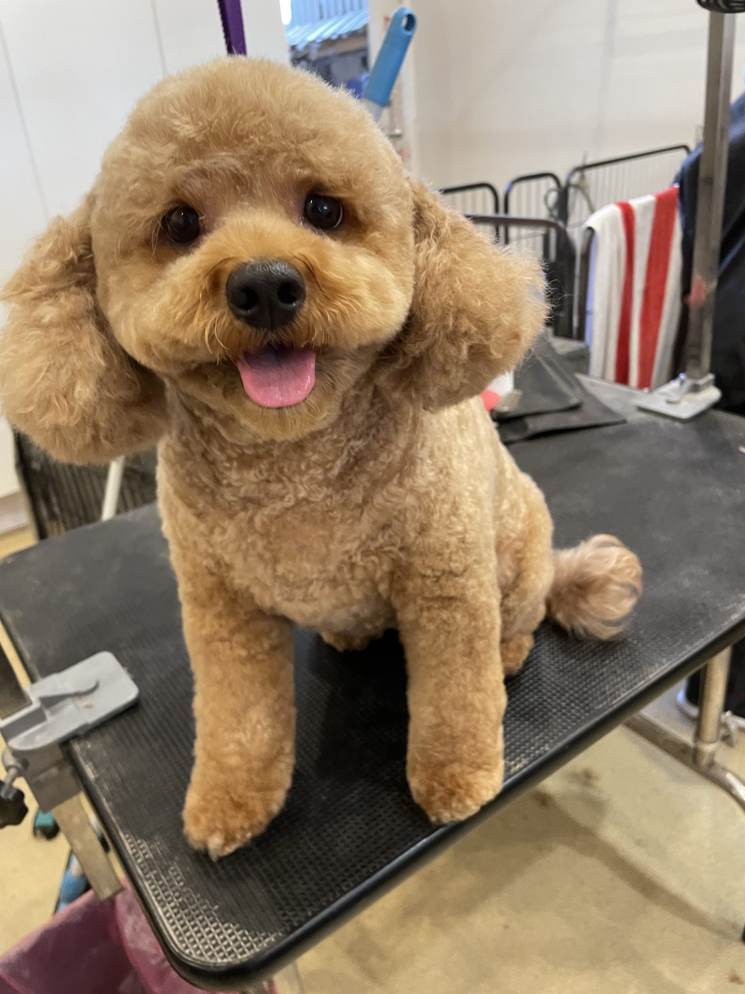 Top 10 Best Cavoodle Groomers In New South Wales PetsForHomes — free download
