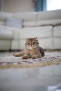 british shorthair kitten on rug