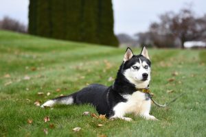 black and white husky on grass